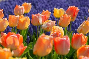 Darwin Hybrid 'Daydream' Tulip, Spring Flowers (Mid to Late)